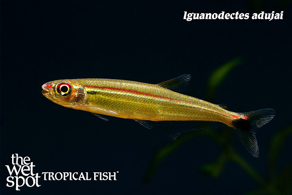 Iguanodectes adujai - Slender Tetra