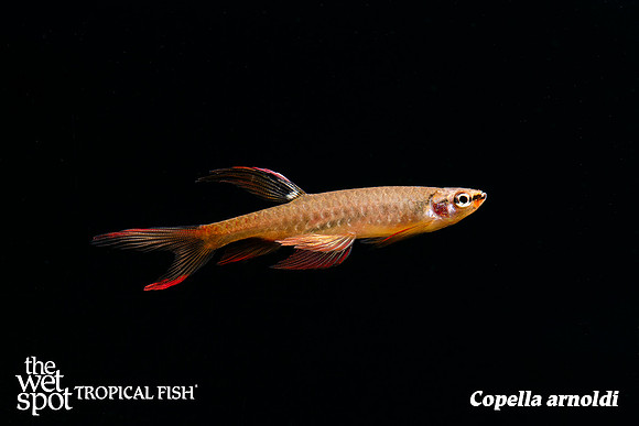 Copella arnoldi - Splash Tetra