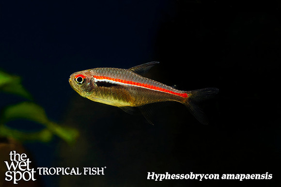 Hyphessobrycon amapaensis - Red Line Tetra