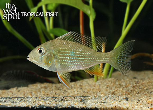 Acarichthys heckelii Thread Fin Acara