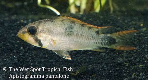 Apistogramma pantalone WILD ♂