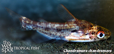 Chandramara chandramara