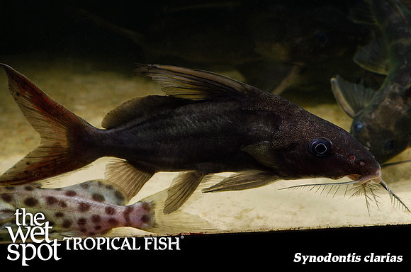Synodontis clarias