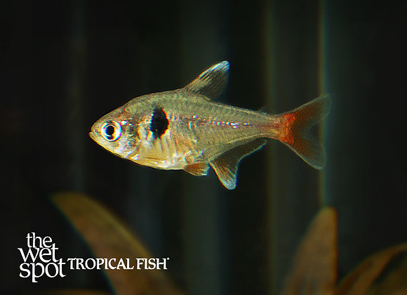 Hyphessobrycon roseus Yellow Phantom Tetra