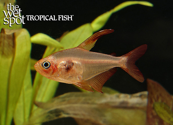 Hyphessobrycon sweglesi  Red Phantom Tetra