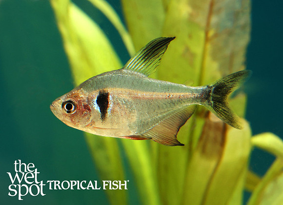 Hyphessobrycon megalopterus  Black Phantom Tetra