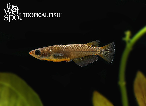 Oryzias latipes"Black Medaka Ricefish"