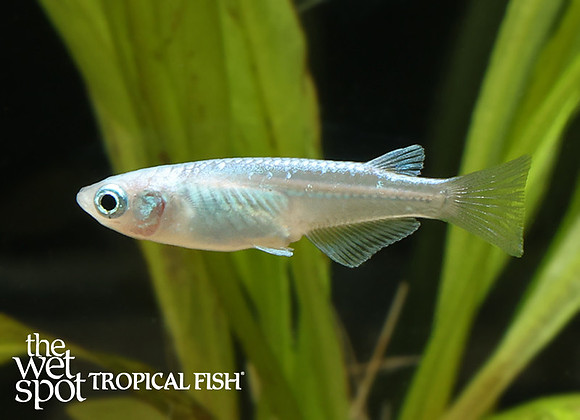 Oryzias latipes"Platinum Medaka Ricefish"