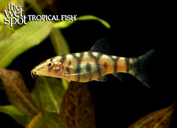 Botia lohachata"Yo Yo Loach"