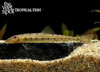 Acantopsis ioa"Slender Horseface Loach"