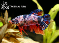 Betta splendens"Giant Plakat Betta"