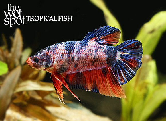 Betta splendens"Giant Plakat Betta"