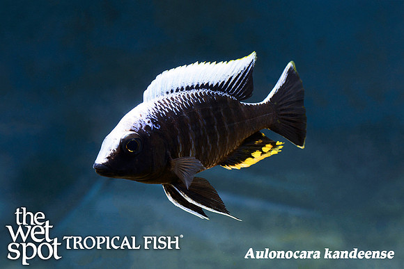 Aulonocara kandeense