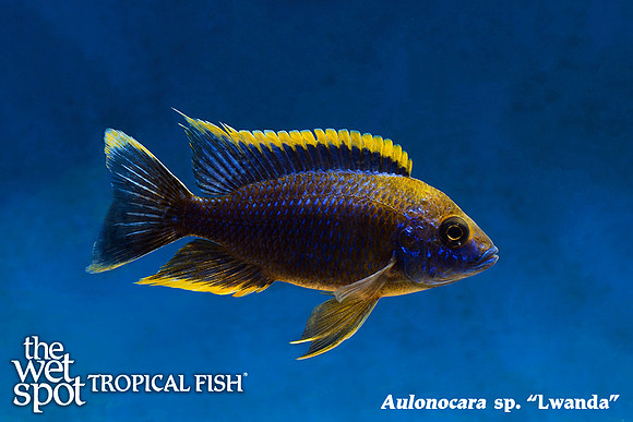 Aulonocara sp. "Lwanda"