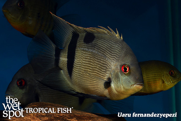 Uaru fernandezyepezi