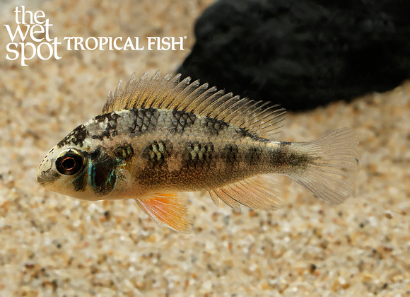 Crenicara punctulata