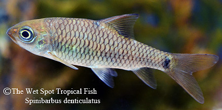 Spinibarbus denticulatus - Phoenix Barb