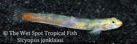 Lipstick Goby - Sicyopus jonklaasi