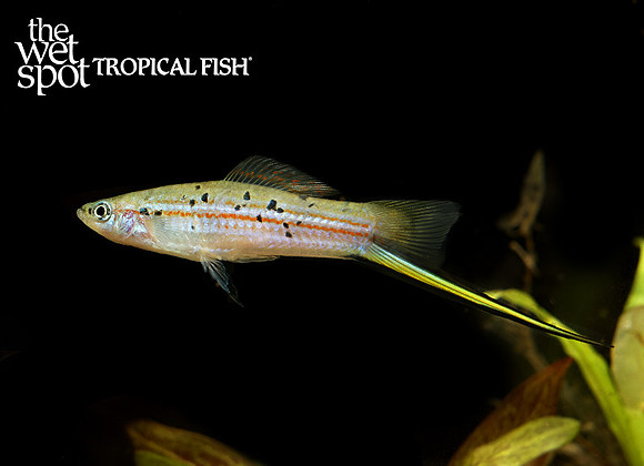 Xiphophorus hellerii"Otapa Swordtail"