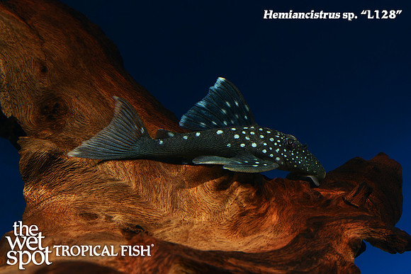 Hemiancistrus sp. L128