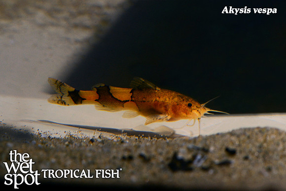 Akysis vespa