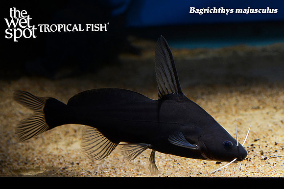 Bagrichthys majusculus