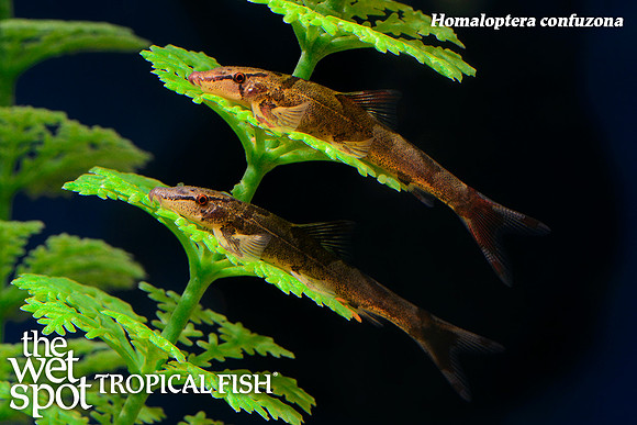 Homaloptera confuzona