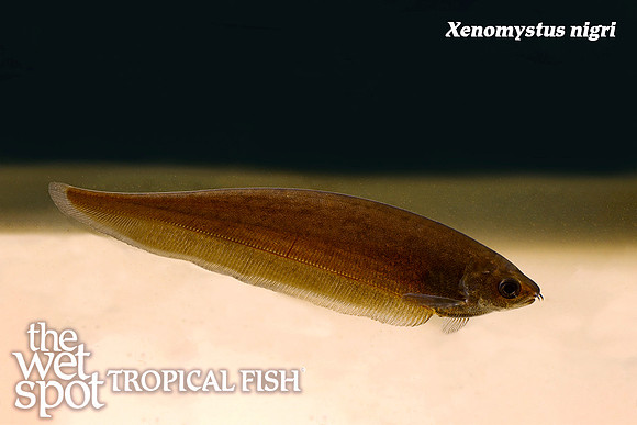 Xenomystus nigri