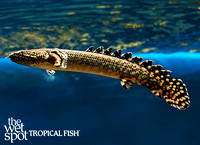Polypterus ornatipinnis"Ornate Bichir"