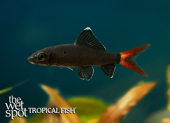 Epalzeorhynchos bicolor"Red-Tailed Black Shark"