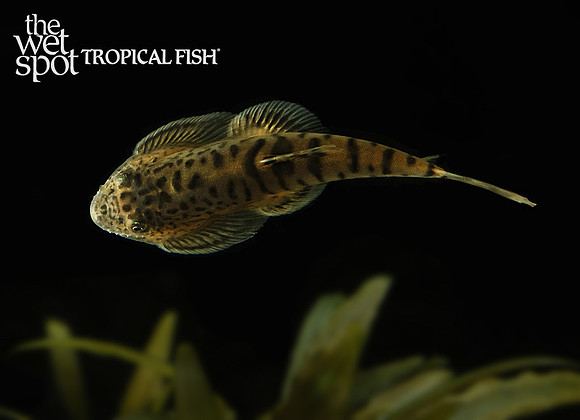 Pseudogastromyzon fasciatus  Zebra Hillstream Loach
