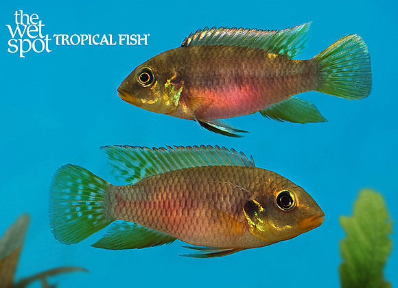 Benitochromis riomuniensis Bidou