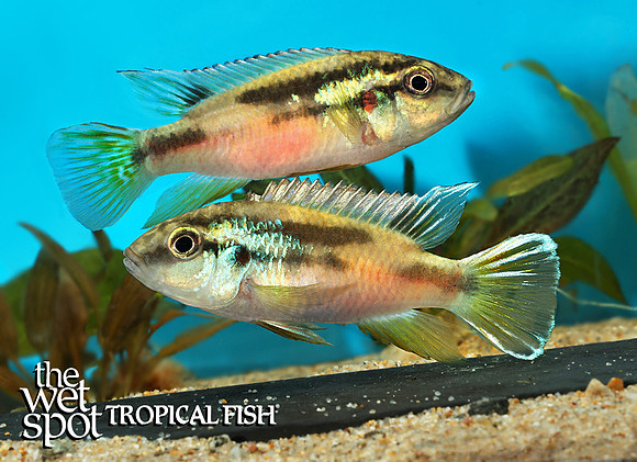 Benitochromis finleyi Mungo Blue