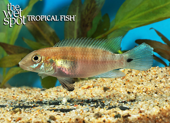 Wallaceochromis signatus female