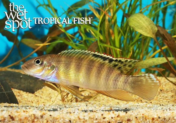 Wallaceochromis signatus male
