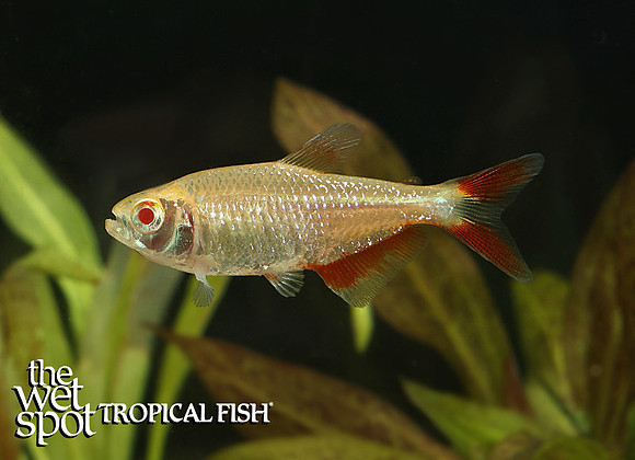 Psalidodon anisitsi"Buenos Aires Tetra" "Albino"
