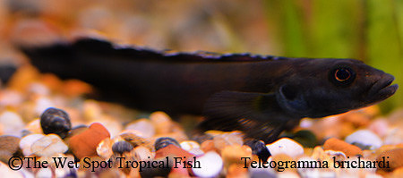 Teleogramma brichardi FEMALE