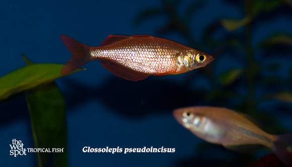 Glossolepis pseudoincisus