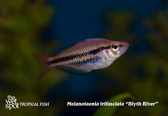 Melanotaenia trifasciata - Blyth River