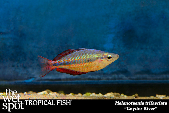 Melanotaenia trifasciata - Goyder River
