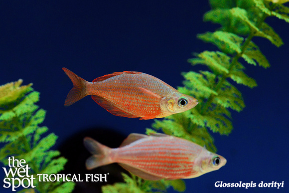 Glossolepis dorityi