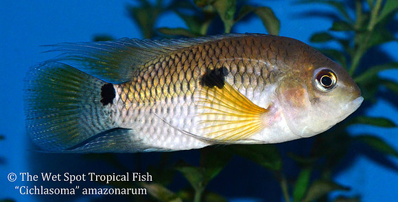 Cichlasoma amazonarum