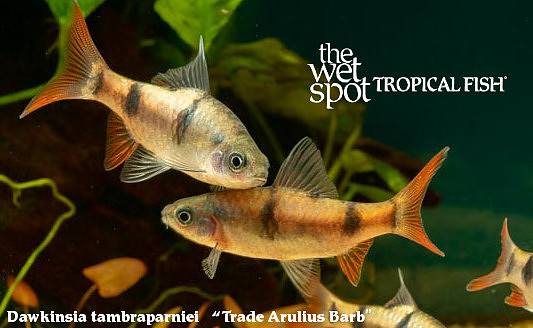 Dawkinsia tambraparniei - Trade Arulius Barb