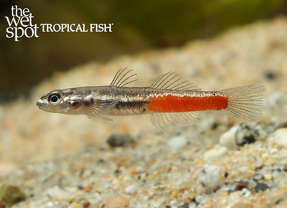 Sicyopus discordipinnis "Discord Goby"
