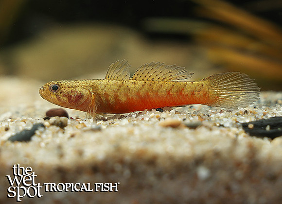Oxyeleotris nullipora"Poreless Gudgeon"