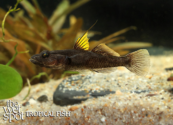 Glossogobius flavipinnis "Yellow Hi Fin Towuti Goby"