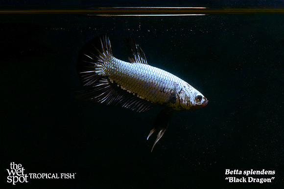 Betta splendens - Black Dragon Betta