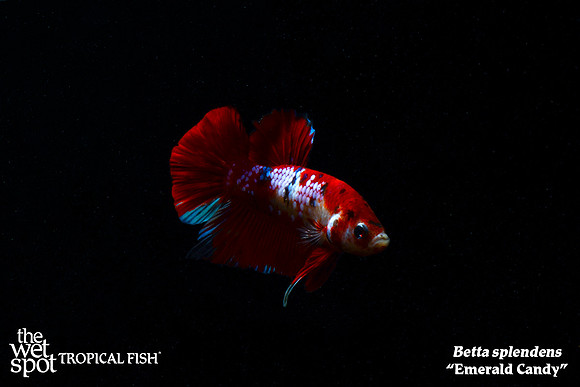 Betta splendens - Emerald Candy Betta