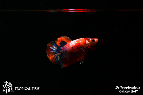 Betta splendens - Galaxy Koi Betta