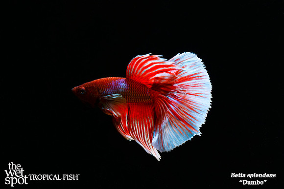 Betta Splendens - Dumbo Betta